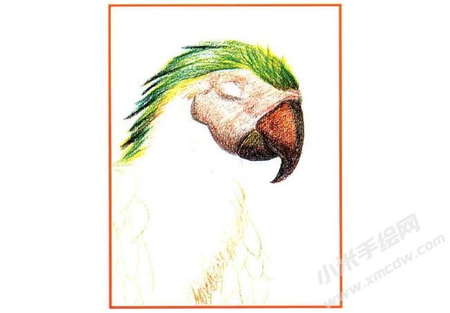 鸚鵡油畫棒創(chuàng)作步驟02.jpg