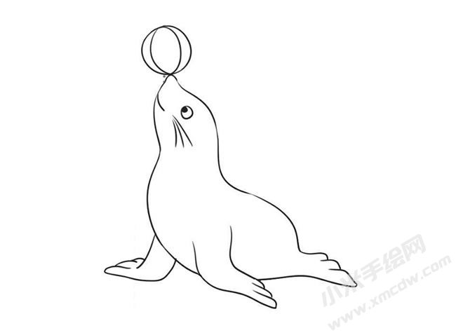 海豹簡(jiǎn)筆畫繪制步驟09.jpg