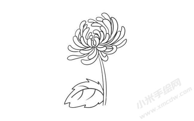 簡(jiǎn)筆畫菊花畫法步驟07.jpg