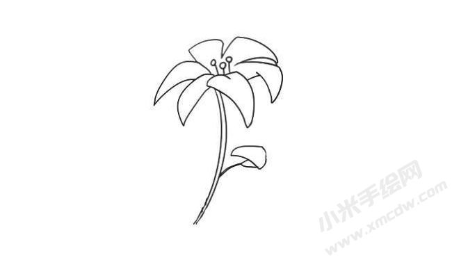 簡(jiǎn)筆畫百合畫法步驟04.jpg
