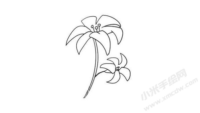 簡(jiǎn)筆畫百合畫法步驟05.jpg
