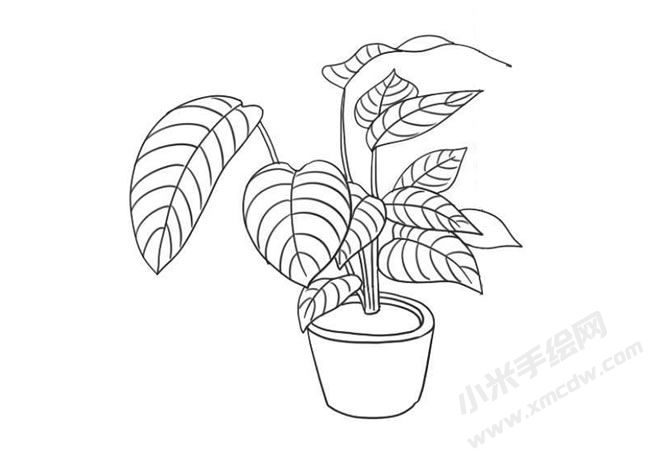 竹芋簡筆畫法步驟09.jpg