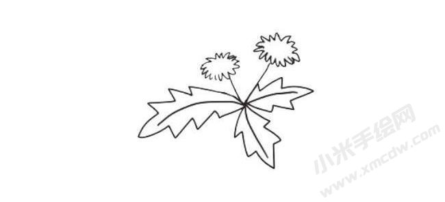 蒲公英簡(jiǎn)筆畫(huà)法步驟05.jpg