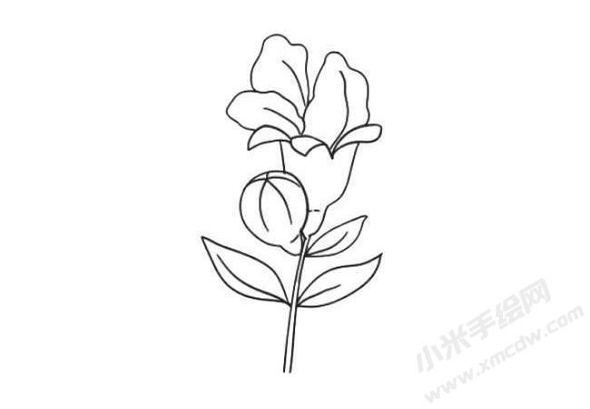 石榴花簡筆畫法步驟07.jpg
