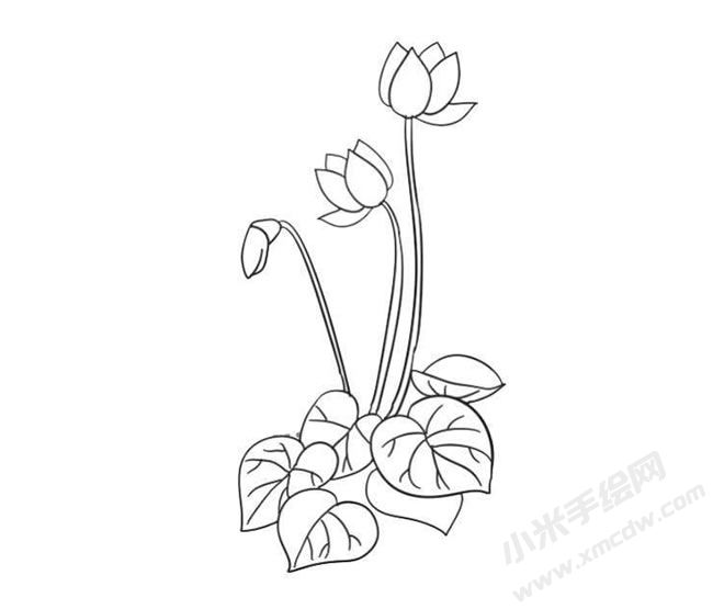 仙客來(lái)簡(jiǎn)筆畫法步驟09.jpg