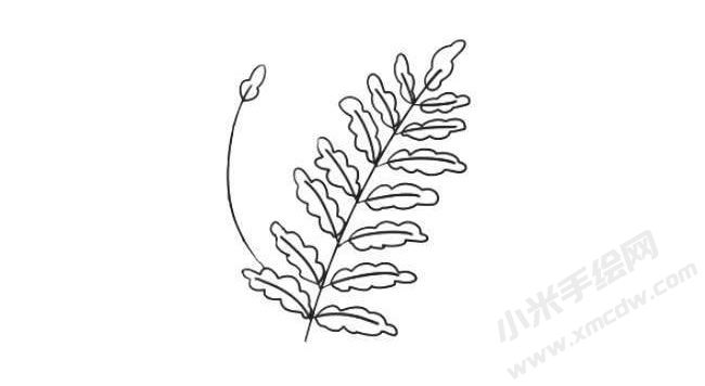 蕨類簡(jiǎn)筆畫法步驟05.jpg