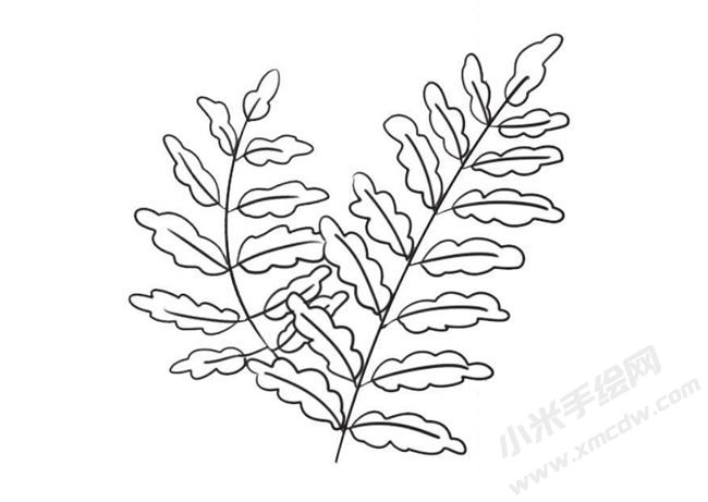 蕨類簡(jiǎn)筆畫法步驟09.jpg