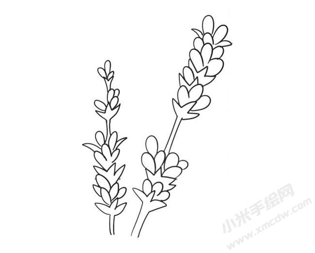 薰衣草簡筆畫法步驟09.jpg
