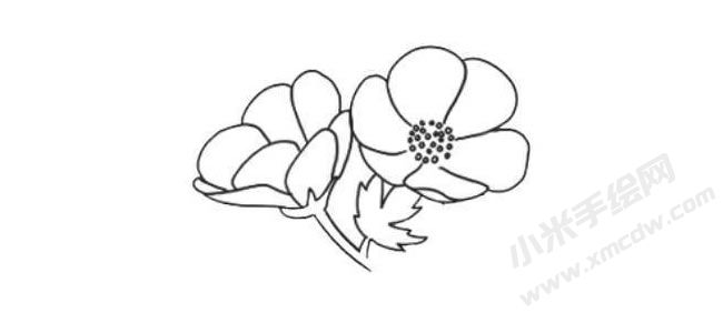 銀蓮花簡筆畫法步驟06.jpg