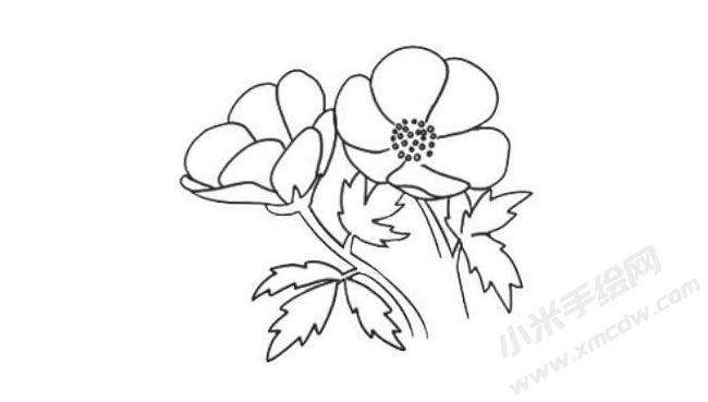 銀蓮花簡筆畫法步驟08.jpg