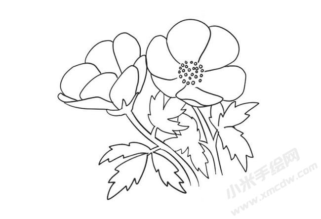 銀蓮花簡筆畫法步驟09.jpg