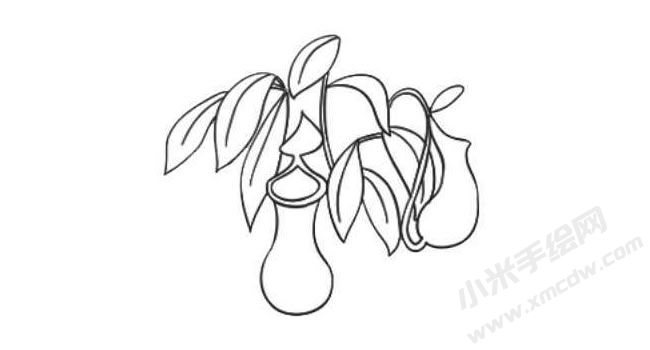 豬籠草簡(jiǎn)筆畫法步驟08.jpg