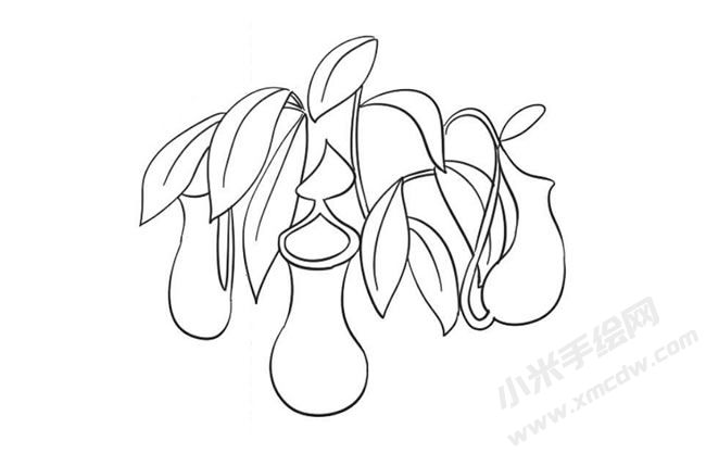 豬籠草簡(jiǎn)筆畫法步驟09.jpg