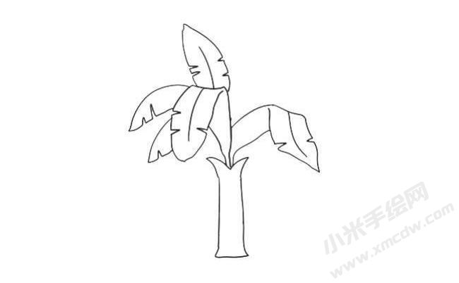 芭蕉樹簡筆畫繪制步驟07.jpg