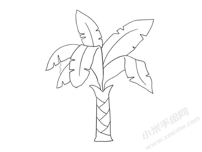 芭蕉樹簡筆畫繪制步驟09.jpg
