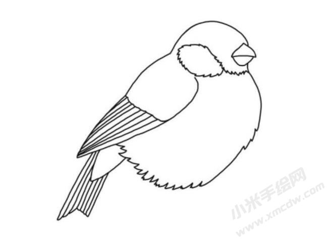 紅腹灰雀簡(jiǎn)筆畫分步繪制圖示04.jpg