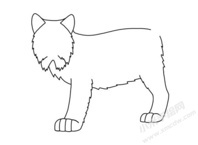 猞猁簡筆畫分步繪制圖示03.jpg