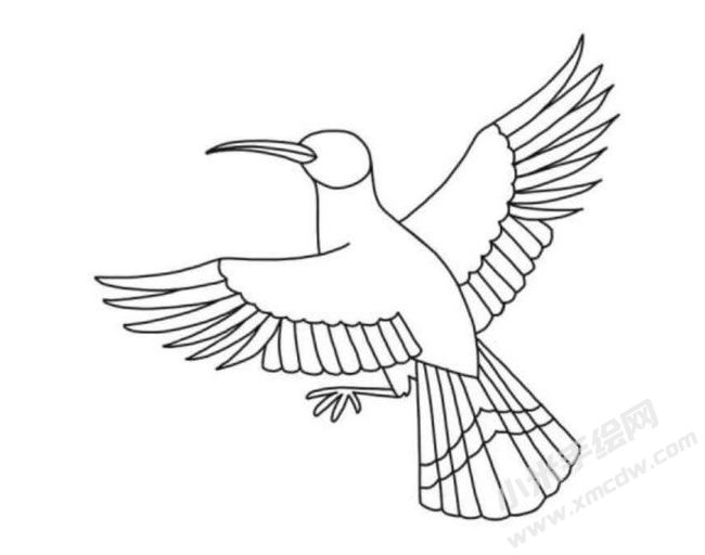 戴勝鳥(niǎo)筆畫(huà)分步繪制圖示05.jpg