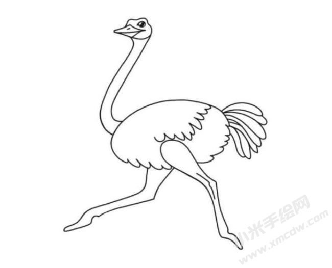 鴕鳥簡(jiǎn)筆畫分步繪制圖示06.jpg