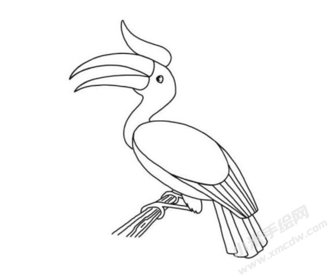 犀鳥簡(jiǎn)筆畫分步繪制圖示06.jpg
