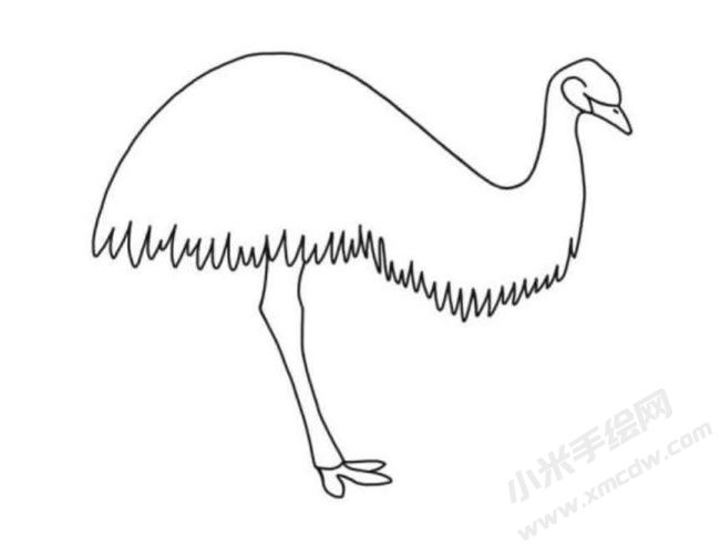 鴯鹋簡(jiǎn)筆畫(huà)分步繪制圖示04.jpg