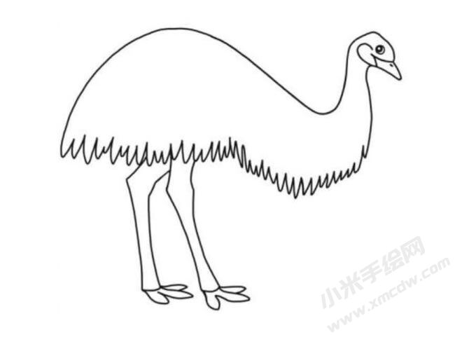鴯鹋簡(jiǎn)筆畫(huà)分步繪制圖示06.jpg