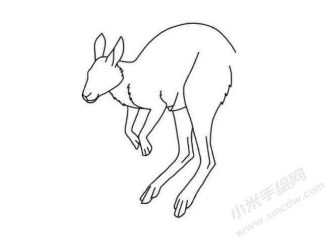 袋鼠簡筆畫分步繪制圖示05.jpg
