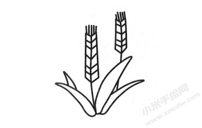 麥子簡(jiǎn)筆畫(huà)分步繪制圖示05.jpg