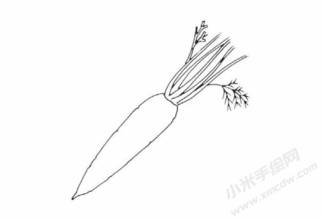 帶莖葉的胡蘿卜簡(jiǎn)筆畫(huà)分步繪制圖示04.jpg