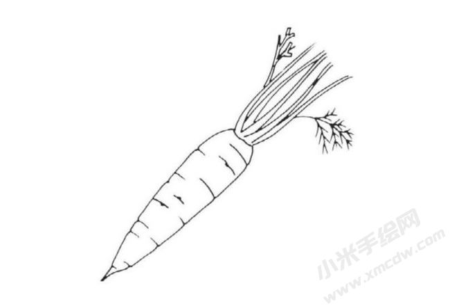 帶莖葉的胡蘿卜簡(jiǎn)筆畫(huà)分步繪制圖示05.jpg