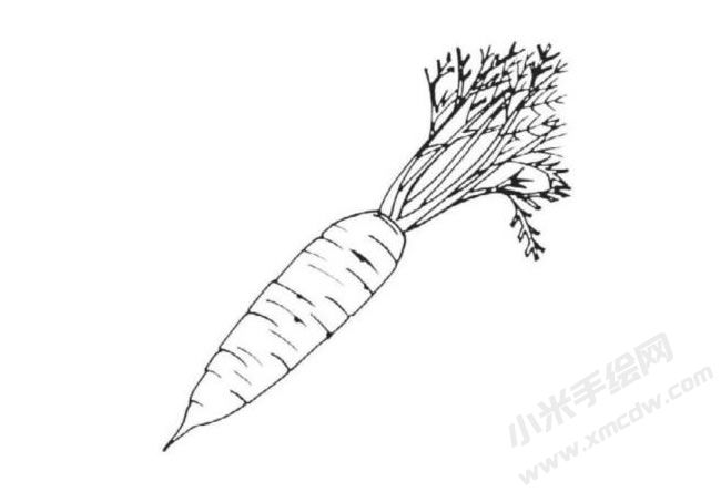 帶莖葉的胡蘿卜簡(jiǎn)筆畫(huà)分步繪制圖示06.jpg