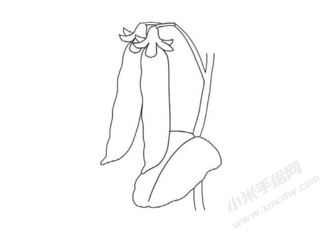 豌豆莢簡筆畫分步繪制圖示04.jpg
