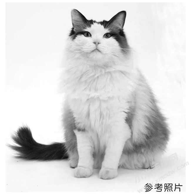 貓的素描畫參考照片.jpg
