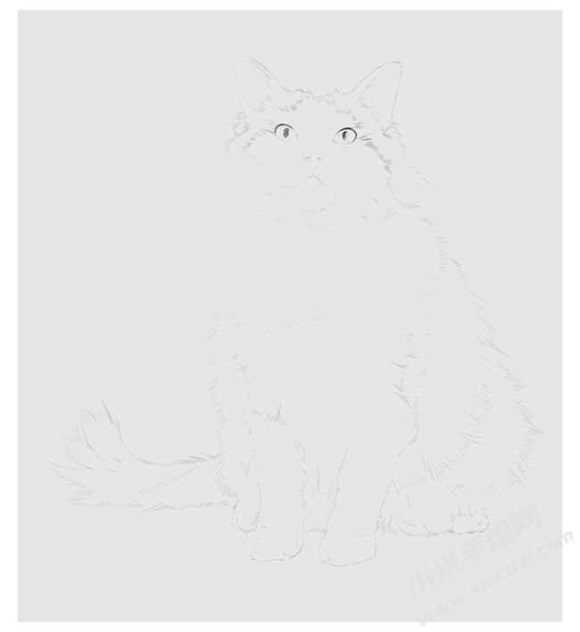 貓的素描畫法步驟圖示01.jpg
