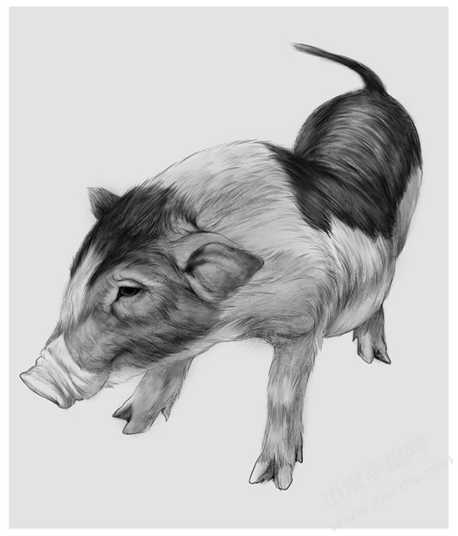 小豬的素描畫法步驟圖示04.jpg