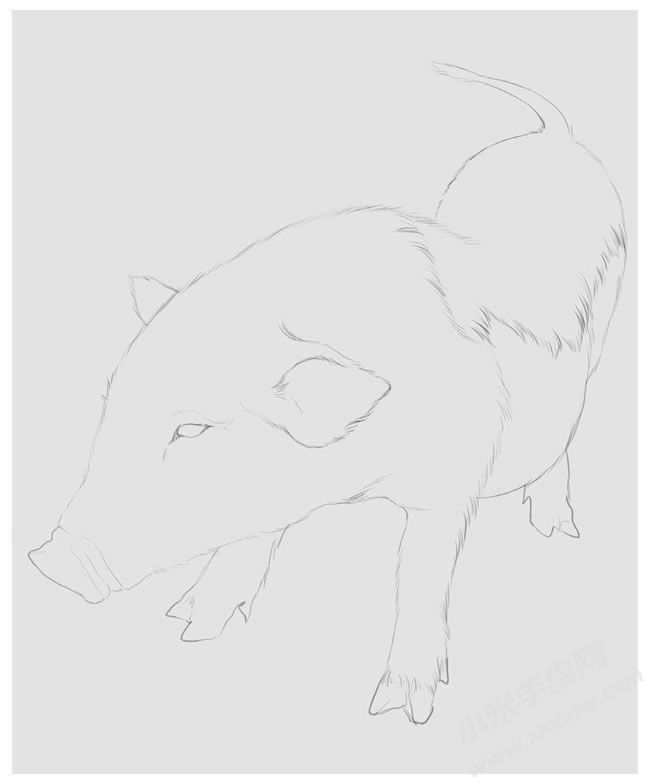 小豬的素描畫法步驟圖示01.jpg