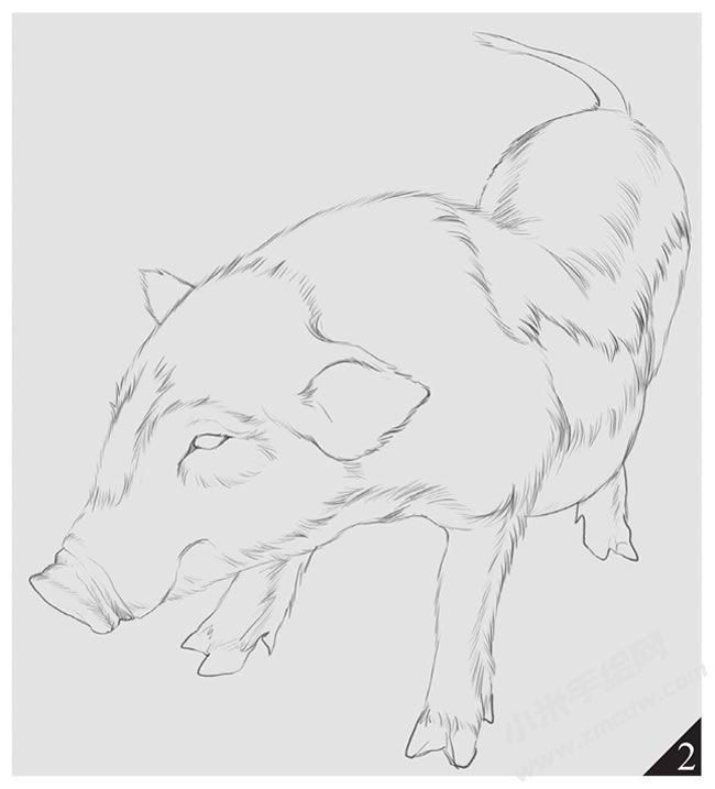 小豬的素描畫法步驟圖示02.jpg