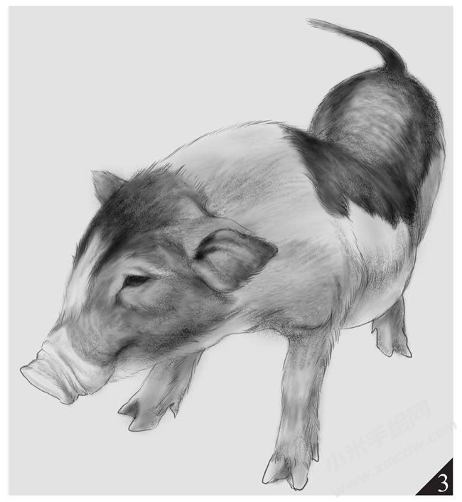小豬的素描畫法步驟圖示03.jpg