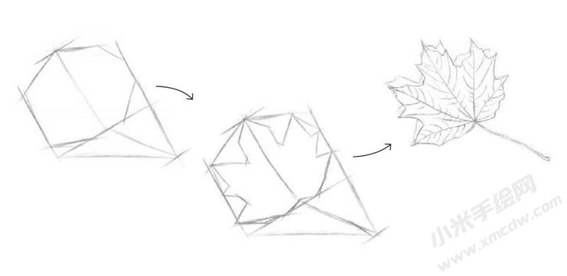 楓葉素描畫法步驟圖示01.jpg