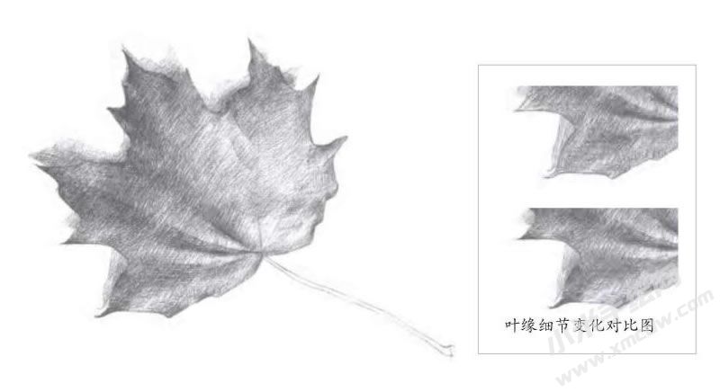 楓葉素描畫法步驟圖示04.jpg