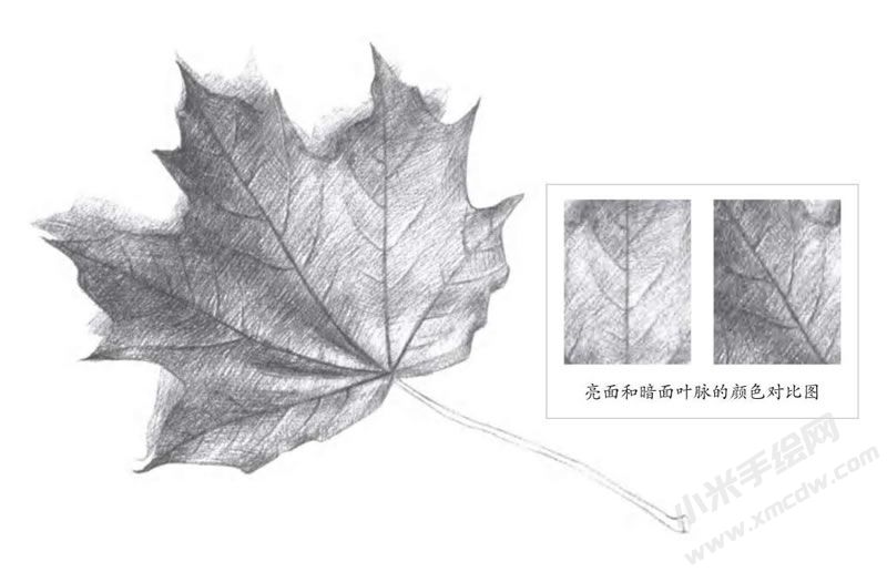 楓葉素描畫法步驟圖示05.jpg