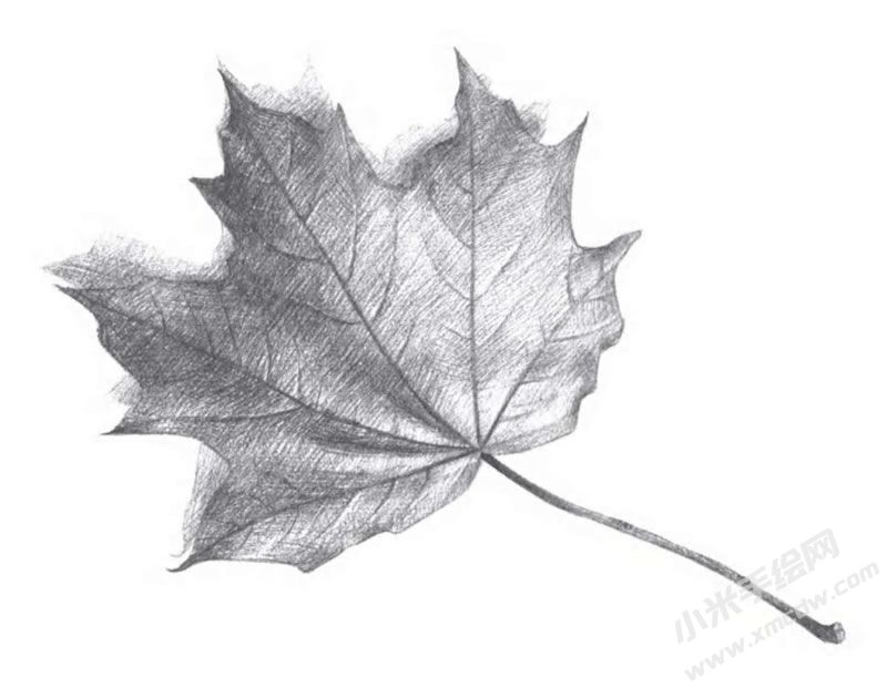 楓葉素描畫法步驟圖示06.jpg