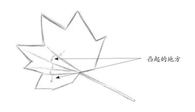 素描楓葉細(xì)節(jié).jpg