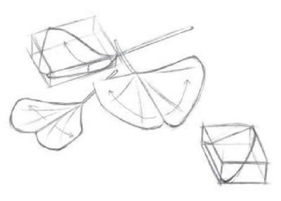 銀杏葉素描結(jié)構(gòu)解析.jpg