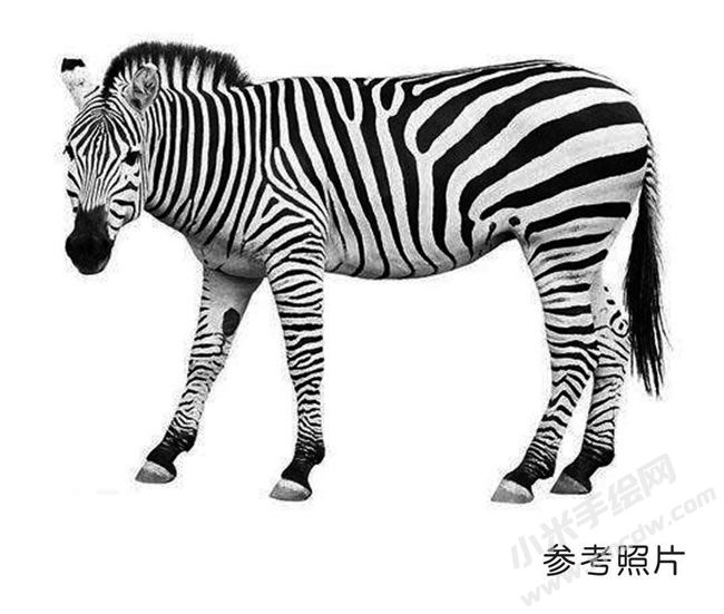斑馬素描參考圖片.jpg