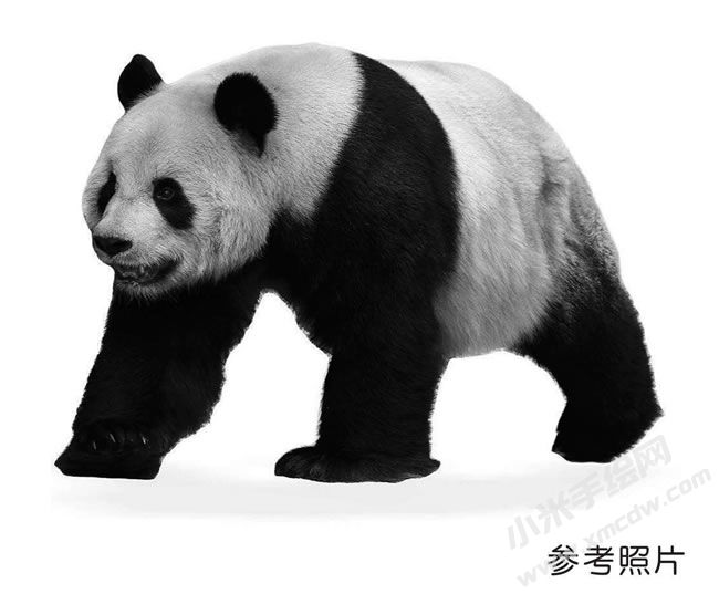 素描熊貓參考圖片.jpg