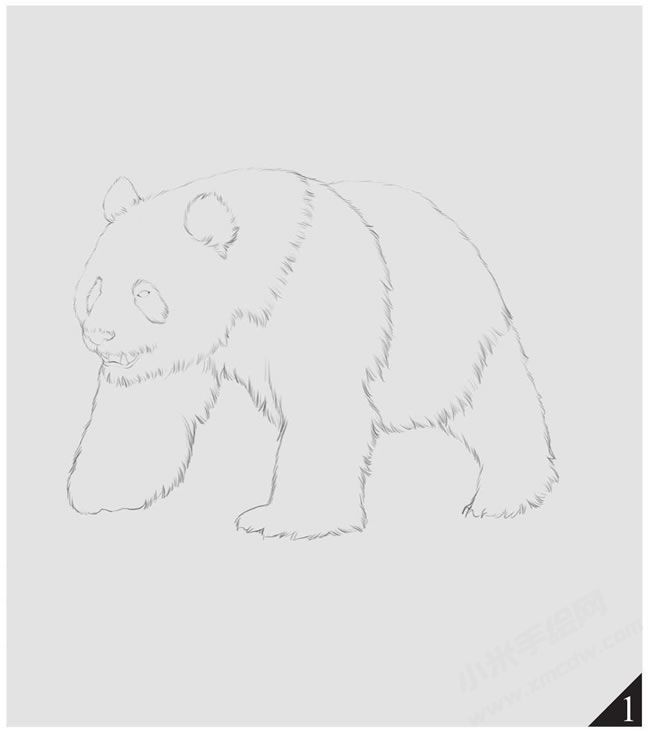熊貓素描畫法步驟圖示01.jpg