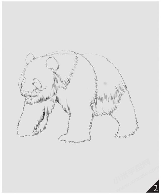 熊貓素描畫法步驟圖示02.jpg