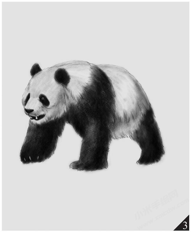 熊貓素描畫法步驟圖示03.jpg