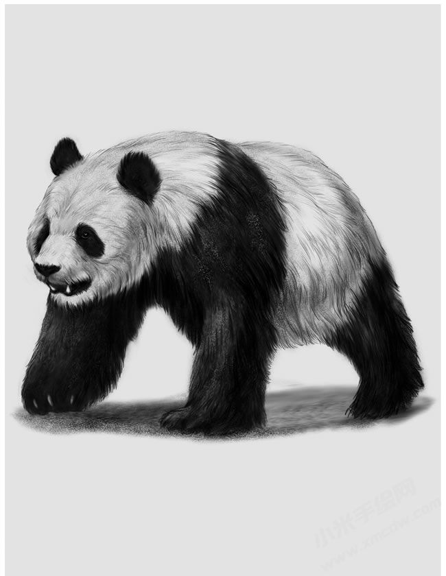 熊貓素描畫法步驟圖示04.jpg